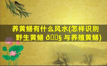 养黄鳝有什么风水(怎样识别野生黄鳝 🐧 与养殖黄鳝)